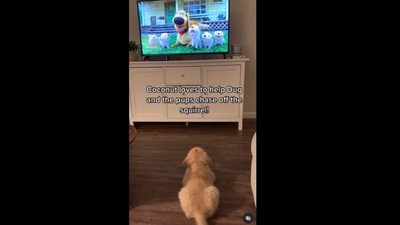 A screengrab of the video of a puppy trying to help a dog get rid of a squirrel on TV. (rockinggolden/Instagram)