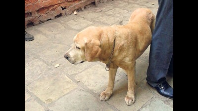 The fines are to be revised regarding maintenance charges for the seized pet dogs and in some other categories.