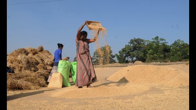 Punjab rice millers demand corruption-free policy, equal distribution of paddy (Diwakar Prasad/ Hindustan Times)