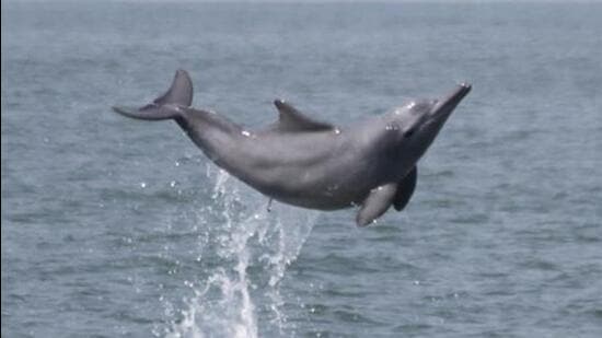 Endangered Gangetic dolphin strays into polluted canal in West Bengal, dies