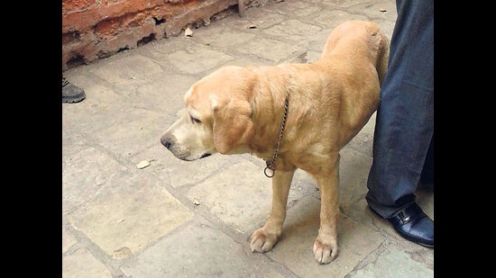 The fines are to be revised regarding maintenance charges for the seized pet dogs and in some other categories.