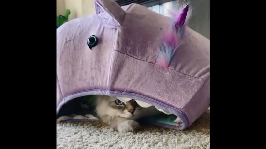 The video shows the adorable cat. (Instagram/@bowie_the_siberian)