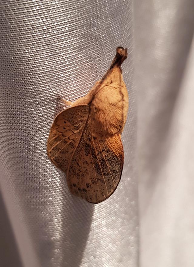 The moth on a tablecloth. (PHOTO: MUNISH JAUHAR) The moth on a tablecloth. (PHOTO: MUNISH JAUHAR)