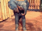 Mayan, the rescued baby elephant, whose story was shared in this Instagram video by Sheldrick Wildlife Trust. (instagram/@sheldricktrust)