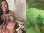 Shibani Dandekar, a pet parent herself, rescued the dog that had colours thrown upon itself in a viral video recently. Shibani Dandekar, a pet parent herself, rescued the dog that had colours thrown upon itself in a viral video recently.