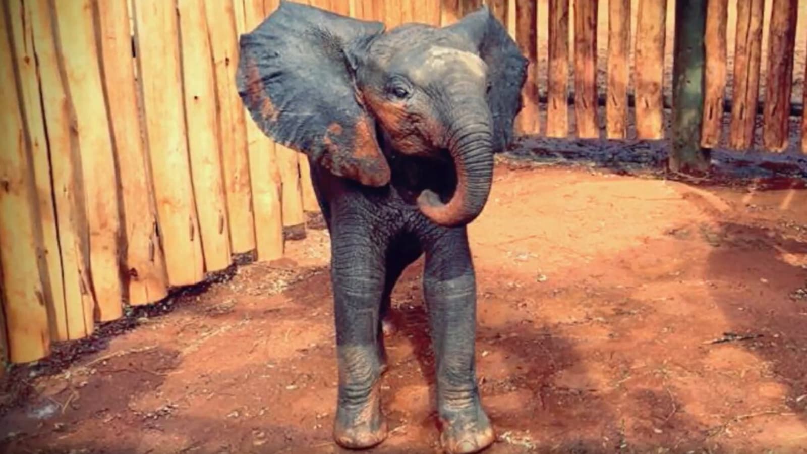 This 'miracle baby' elephant's survival story may make you ...