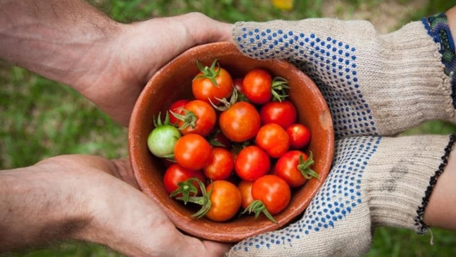 Delhi govt to train women in urban farming, to set up a vet college