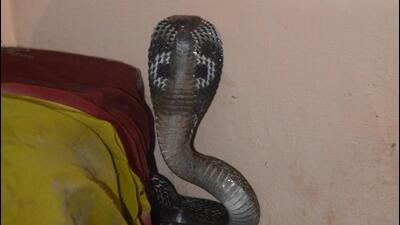 As compared to the first lockdown, the second lockdown saw more cases of dog- and snake- bites in Pune city (HT FILE PHOTO) As compared to the first lockdown, the second lockdown saw more cases of dog- and snake- bites in Pune city (HT FILE PHOTO)