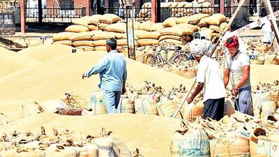 Punjab government starts process to construct covered godowns to store wheat. File photo Punjab government starts process to construct covered godowns to store wheat. File photo