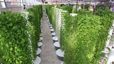 Indra Mani from the Centre of Protected Cultivation Technology at IARI says that urban farming has slowly been gaining traction over the last decade to ensure optimum utilisation of space. (Representational image/REUTERS FILE)