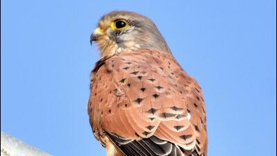 This winter (2021-22), 18 different raptors have been recorded at the sanctuary, including the common kestrel – a local migrant. (Sourced/Abhey Bhardwaj) This winter (2021-22), 18 different raptors have been recorded at the sanctuary, including the common kestrel – a local migrant. (Sourced/Abhey Bhardwaj)