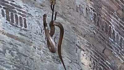 Screen grab from video of rescue operation share by ANI on Twitter. Screen grab from video of rescue operation share by ANI on Twitter.