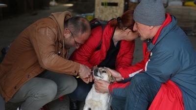 Shelter worker removes identification tag before give up a dog to the new family in the "Home for Rescued Animals" shelter in the western Ukrainian city of Lviv on Saturday. (AFP) Shelter worker removes identification tag before give up a dog to the new family in the "Home for Rescued Animals" shelter in the western Ukrainian city of Lviv on Saturday. (AFP)