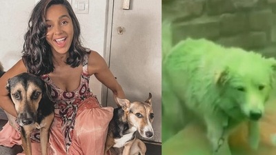 Shibani Dandekar, a pet parent herself, rescued the dog that had colours thrown upon itself in a viral video recently. Shibani Dandekar, a pet parent herself, rescued the dog that had colours thrown upon itself in a viral video recently.