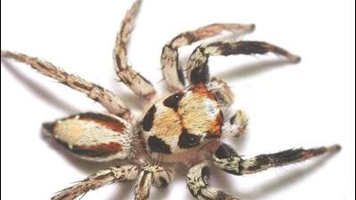 Of the two spiders, the Pseudomogrus sudhii is an entirely new species (Courtesy: Rishikesh Tripathi) Of the two spiders, the Pseudomogrus sudhii is an entirely new species (Courtesy: Rishikesh Tripathi)