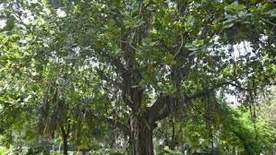 Four trees on the college campus have a special place in my heart. Securely nestled behind the second row of classrooms, they stand ‘en garde’, weathering severe winters and scorching summers. Around 10m tall, and with trunks bereft of verdure, these are probably the oldest trees on campus. (HT PHOTO) Four trees on the college campus have a special place in my heart. Securely nestled behind the second row of classrooms, they stand ‘en garde’, weathering severe winters and scorching summers. Around 10m tall, and with trunks bereft of verdure, these are probably the oldest trees on campus. (HT PHOTO)