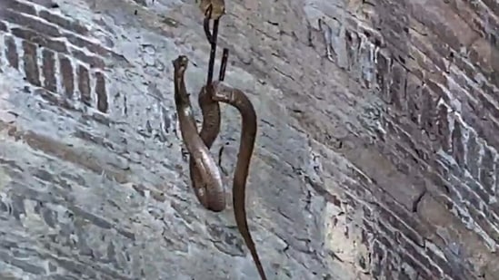 Screen grab from video of rescue operation share by ANI on Twitter.