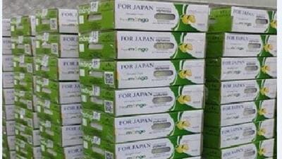 Alphonso and Kesar varieties of mangoes were exported by a registered exporter of APEDA to Japan, officials said. (HT PHOTO) Alphonso and Kesar varieties of mangoes were exported by a registered exporter of APEDA to Japan, officials said. (HT PHOTO)