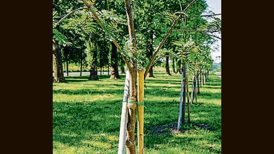 The ethnobotanical park, having two blocks, will be home to about 150 rare plant varieties. It will come up in Una district by August this year. (Shutterstock/ Representational image)