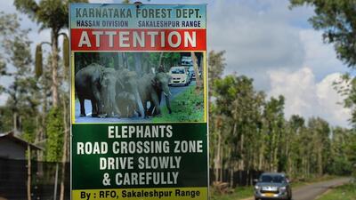 The elephant was crossing Kanakapura Road near Kaggalipura when the BMTC bus struck it. (AFP File) The elephant was crossing Kanakapura Road near Kaggalipura when the BMTC bus struck it. (AFP File)