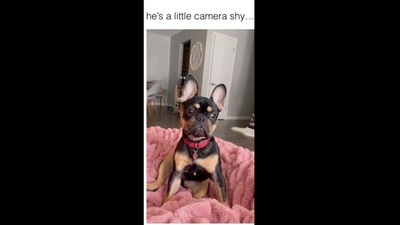 The dog showcased its dance moves as the human played a beat. (dog/Instagram ) The dog showcased its dance moves as the human played a beat. (dog/Instagram )