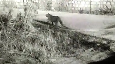 CCTV image where Railway Protection Force (RPF) constables spotted a leopard sneaking into the Rail Wheel Factory premises in Yellahanka area of Bengaluru.&nbsp;