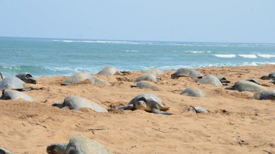 The Olive Ridley sea turtles, mass nesting on the Odisha coast.&nbsp;(twitter/@susantananda3)