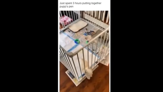 A screengrab of the video of a puppy moving through the pen fence built by its human as it is too small. (cutesmallpups/Instagram ) A screengrab of the video of a puppy moving through the pen fence built by its human as it is too small. (cutesmallpups/Instagram )
