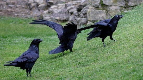 Ravens roam in the grounds after being fed at the Tower of London in central London. (Representational image)