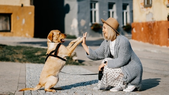 how do you take care of a dog when you work