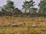 One-horned rhinos inside the Bagori range of Kaziranga National Park in Nagaon district. (Representational image, PTI) One-horned rhinos inside the Bagori range of Kaziranga National Park in Nagaon district. (Representational image, PTI)