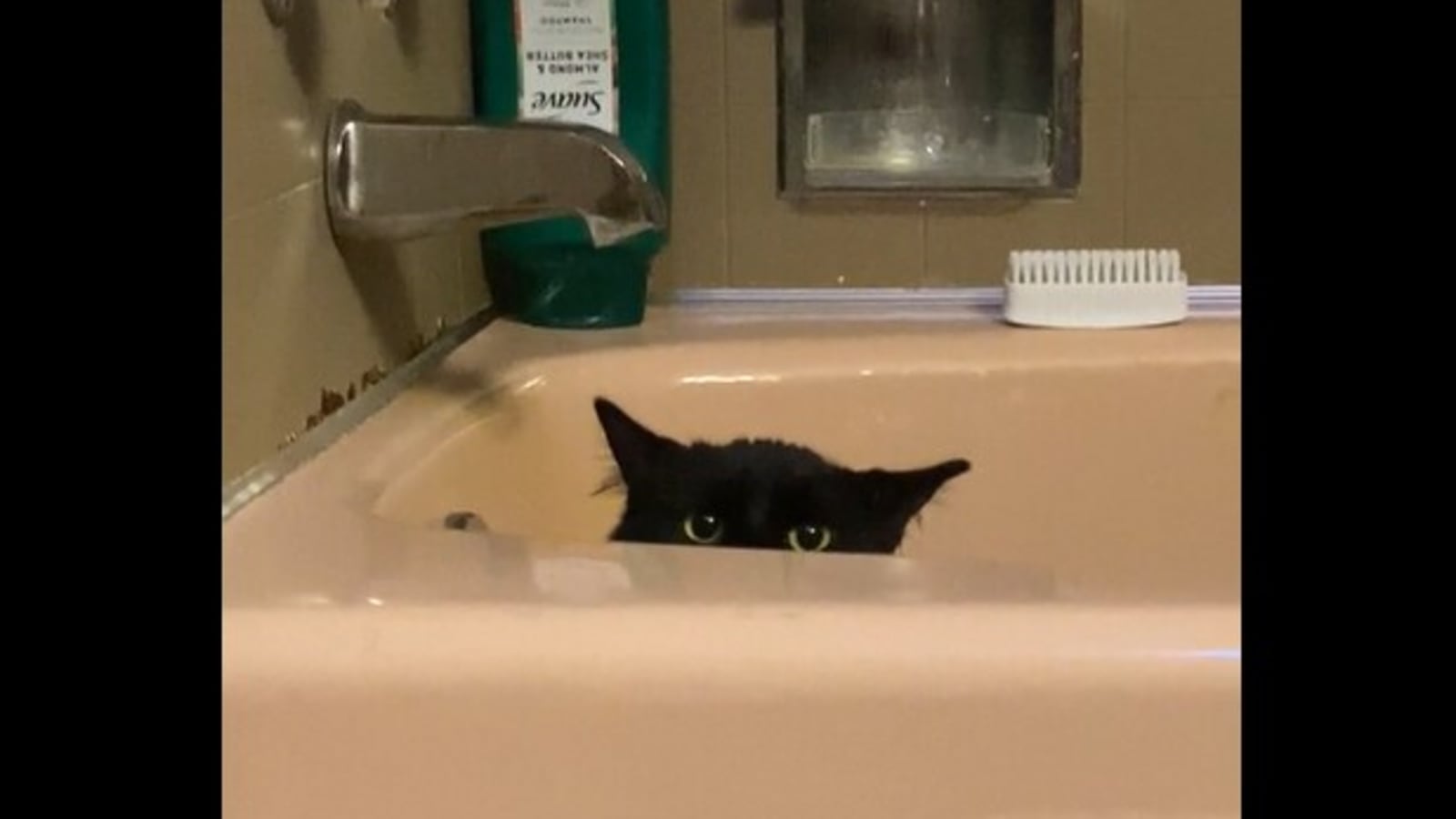 Cat Sneaks Into Bathtub Spies On Human As They Get Ready For A Bath Watch Trending