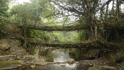 Some of the living root bridges in Meghalaya are as long as 100 feet and can take loads of more than 50 people. Some of the living root bridges in Meghalaya are as long as 100 feet and can take loads of more than 50 people.