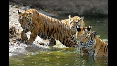 According to police, there were reports of tiger citing in the area in the past but no such incidents were reported in this particular plantation or the adjacent ones. (AFP) According to police, there were reports of tiger citing in the area in the past but no such incidents were reported in this particular plantation or the adjacent ones. (AFP)
