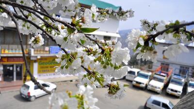 Apple blooms in Shimla. The weather conditions have been tricky over the past two years. Last year, Himachal Pradesh saw bumper flowering, but this time, the flowering is not as much. (Deepak Sansta/HT file) Apple blooms in Shimla. The weather conditions have been tricky over the past two years. Last year, Himachal Pradesh saw bumper flowering, but this time, the flowering is not as much. (Deepak Sansta/HT file)