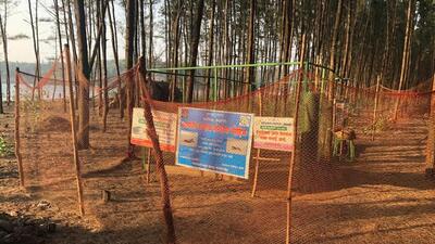 The aim of the study, conducted between 2019-20 and 2020-21 by the Wildlife Institute of India (Dehradun), was to map the incubation temperatures of Olive Ridley nests in Maharashtra (HT Photo) The aim of the study, conducted between 2019-20 and 2020-21 by the Wildlife Institute of India (Dehradun), was to map the incubation temperatures of Olive Ridley nests in Maharashtra (HT Photo)