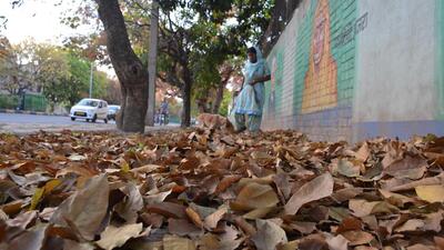 Dead leaves piling on roadsides have become much more than just an eyesore for Panchkula residents. (Sant Arora/HT)
