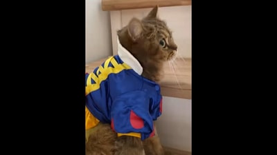 Screengrab from the video that shows Puma the cat dressed as Snow White.&nbsp; (instagram/@pumatheweirdo3)