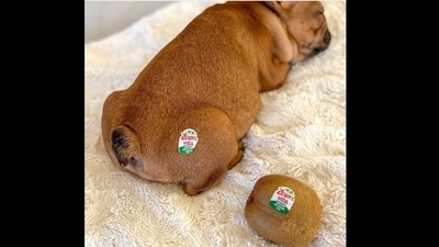 This dog is a master of disguise as its human compared it to different objects and it is adorable to see. (dogsofinstagram/Instagram) This dog is a master of disguise as its human compared it to different objects and it is adorable to see. (dogsofinstagram/Instagram)