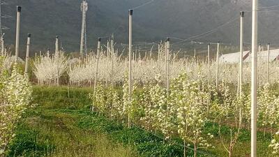 Spread over 15 hectares, the Centre of Excellence where hundreds of fruit trees are in full bloom, has been established by the Jammu and Kashmir’s horticulture department and is equipped with the latest technology. So far 20,000 people, including tourists from different states, visited the centre. (HT Photo)