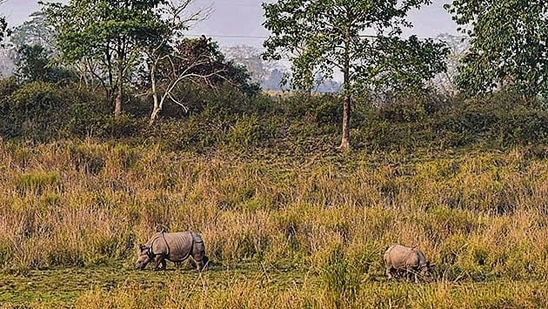 One-horned rhinos inside the Bagori range of Kaziranga National Park in Nagaon district. (Representational image, PTI)