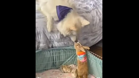 Watch videos shop together rabbit