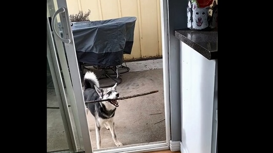 The image, taken from the Instagram video, shows the dog standing in front of the door with a stick in its mouth. (Instagram/@2husketeers)