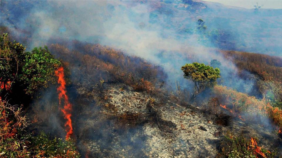 Yet, forests continue to burn year after year. Technological interventions are useful, only to the extent of tracking a fire incident. (PTI) Yet, forests continue to burn year after year. Technological interventions are useful, only to the extent of tracking a fire incident. (PTI)