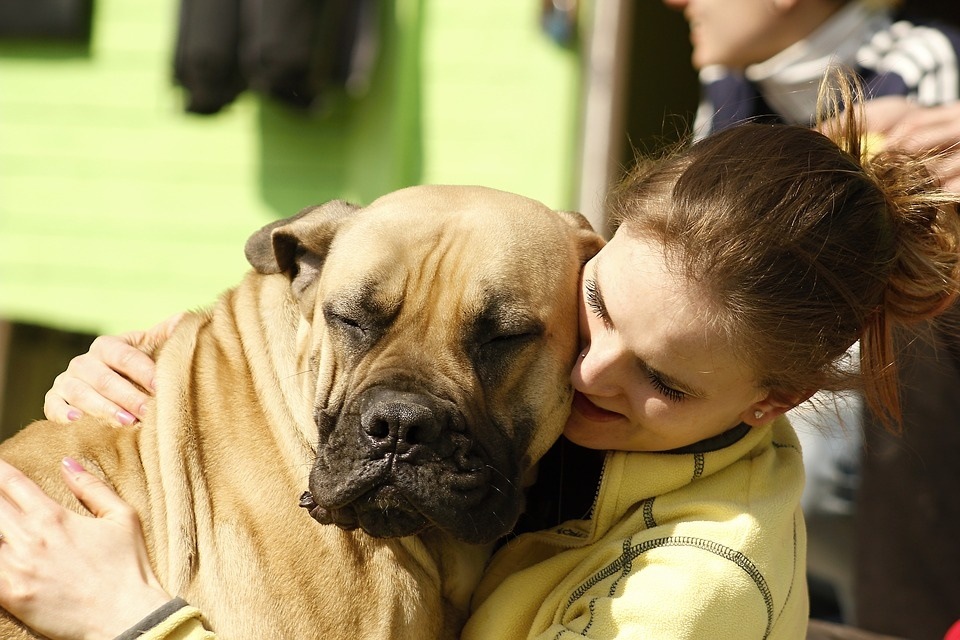 The extreme heat can also lead to heatstroke and sunburn in pets while dehydration remains a constant worry during the season (Pixabay)