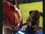 Screengrab from the video that shows a dog getting tricked into trimming its nails.&nbsp;