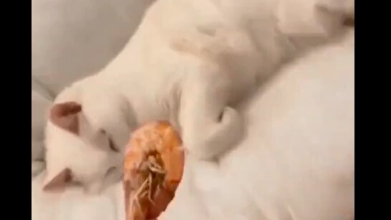 Drastically different reactions of cats to shrimp will leave you in