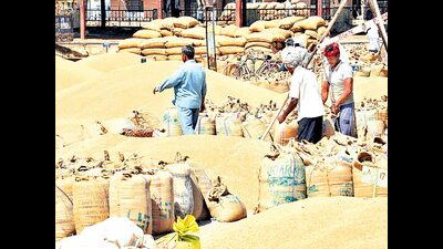 In lack of private buyers, farmers have no other option but to sell their produce on MSP of ₹2,015 per quintal, wheat arrival to take one week in state mandis. (HT File) In lack of private buyers, farmers have no other option but to sell their produce on MSP of ₹2,015 per quintal, wheat arrival to take one week in state mandis. (HT File)