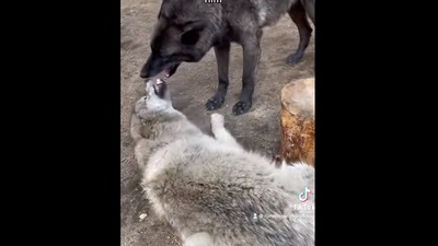 Screengrab from the Instagram video that shows a wolfdog puppy throwing tantrums.&nbsp; (instagram/@runningwithwolfdogs)