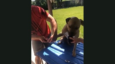 Screengrab from the video that shows a dog getting tricked into trimming its nails.&nbsp; (Jukin Media)
